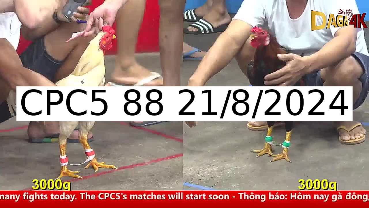 36 Trận đá gà C5 ngày 21/8/2024