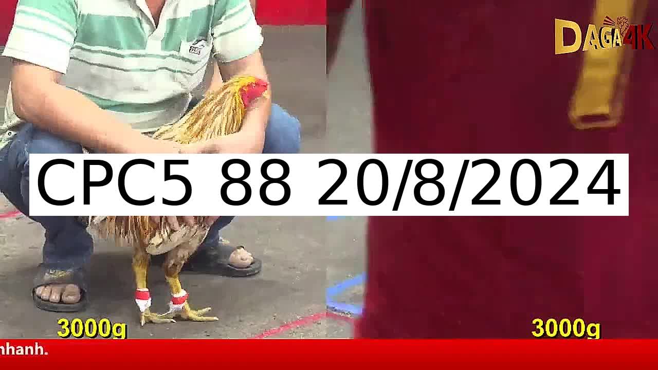 41 Trận đá gà C5 ngày 20/8/2024