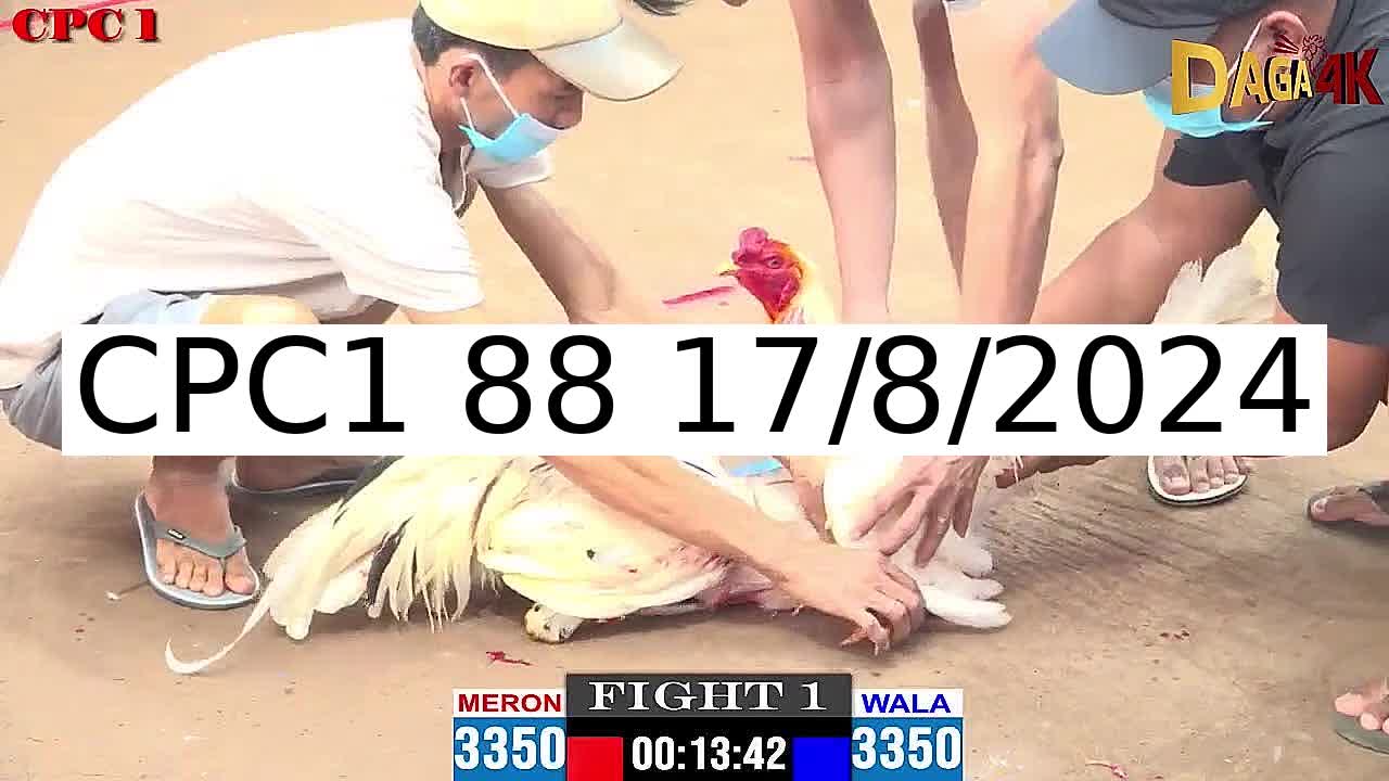 17 Trận đá gà C1 ngày 17/8/2024