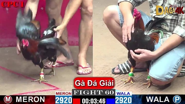 Gà Đá Giải CPC1 24/08/2024 – Trận #60 Anh Sen Bình Dương vs Anh Thái Ca Sĩ