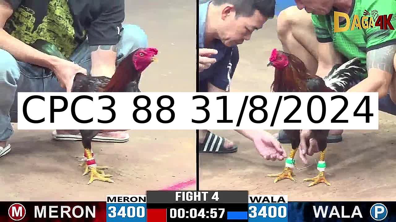 25 Trận đá gà C3 ngày 31/8/2024