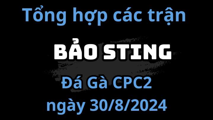 Các Trận Của Bảo Sting Đá Gà C2 Ngày 30/8/2024