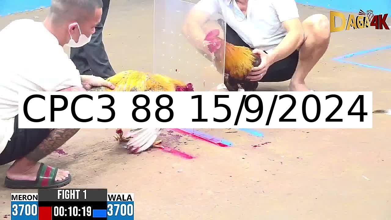 32 Trận đá gà C3 ngày 15/9/2024