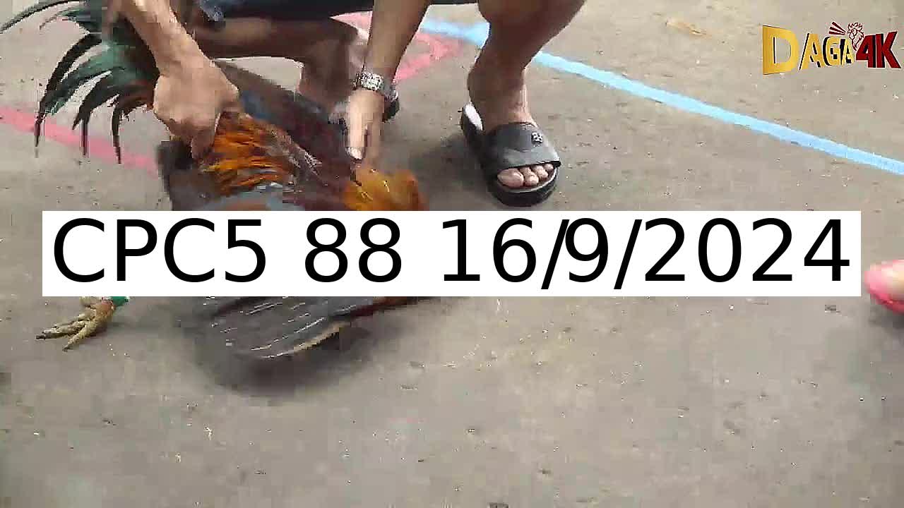 32 Trận đá gà C5 ngày 16/9/2024