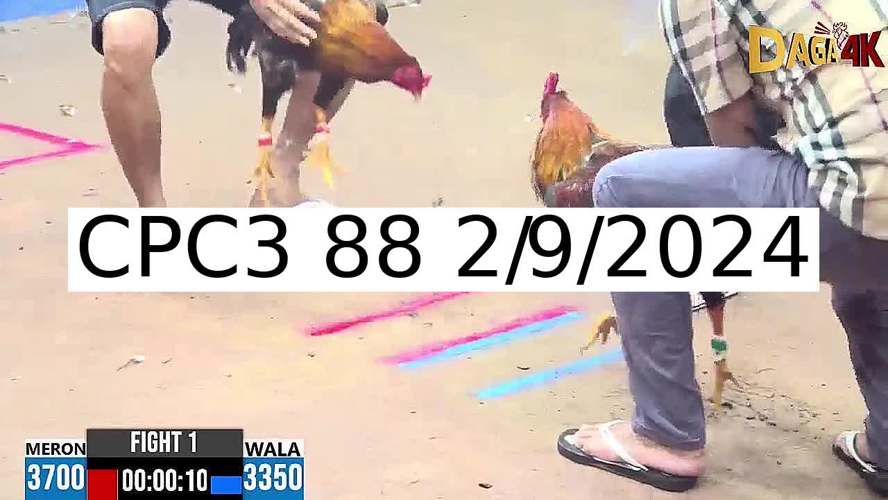 16 Trận đá gà C3 ngày 2/9/2024