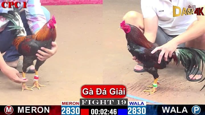 Đá Gà Giải C1 23/9 Trận #19 Anh Quẹo SG vs Anh Mít Trà Cú - Đá Gà 88