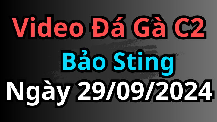 Video Các Trận Của Bảo Sting Đá Gà C2 Ngày 29/9/2024