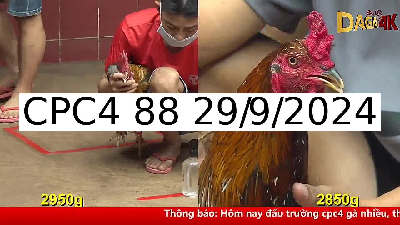 Video 35 Trận Đá Gà Trực Tiếp C4 ngày 29/9/2024 - Đá Gà 88