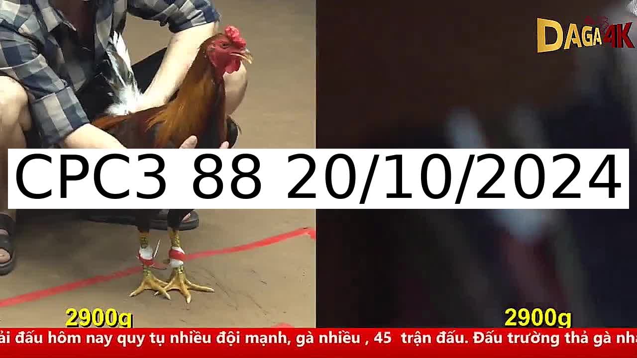 Video 49 Trận Đá Gà Trực Tiếp C3 ngày 20/10/2024 - Đá Gà 88