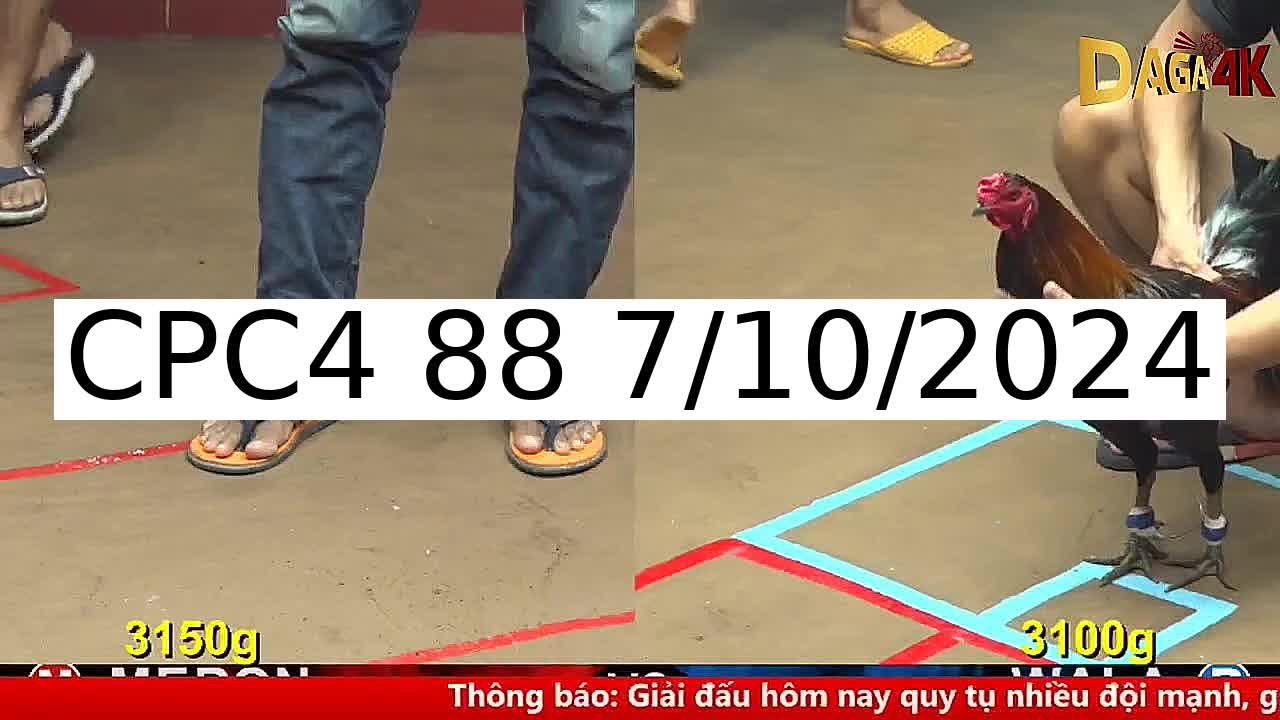 Video 18 Trận Đá Gà Trực Tiếp C4 ngày 7/10/2024 - Đá Gà 88