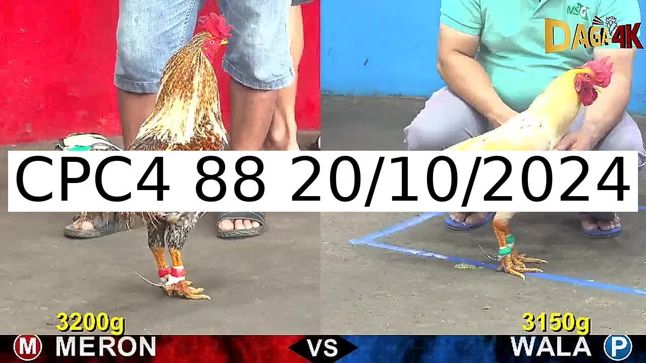 Video 46 Trận Đá Gà Trực Tiếp C4 ngày 20/10/2024 - Đá Gà 88