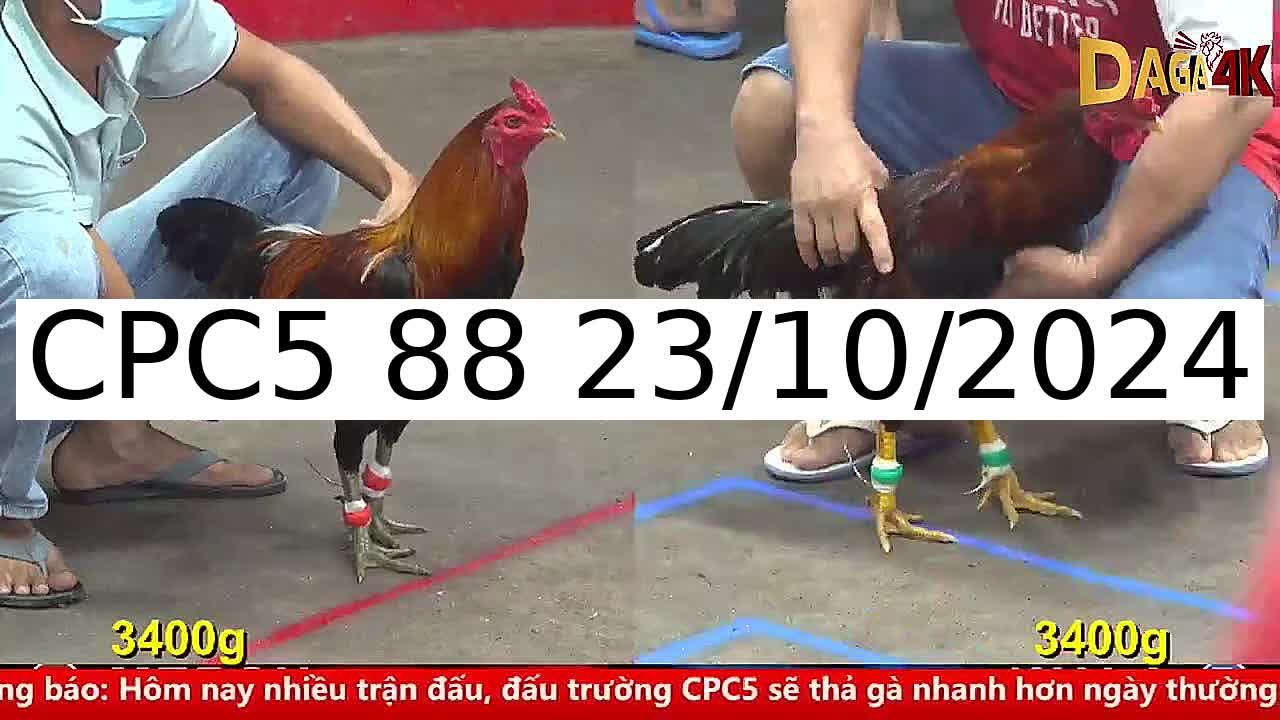 Video 39 Trận Đá Gà Trực Tiếp C5 ngày 23/10/2024 - Đá Gà 88