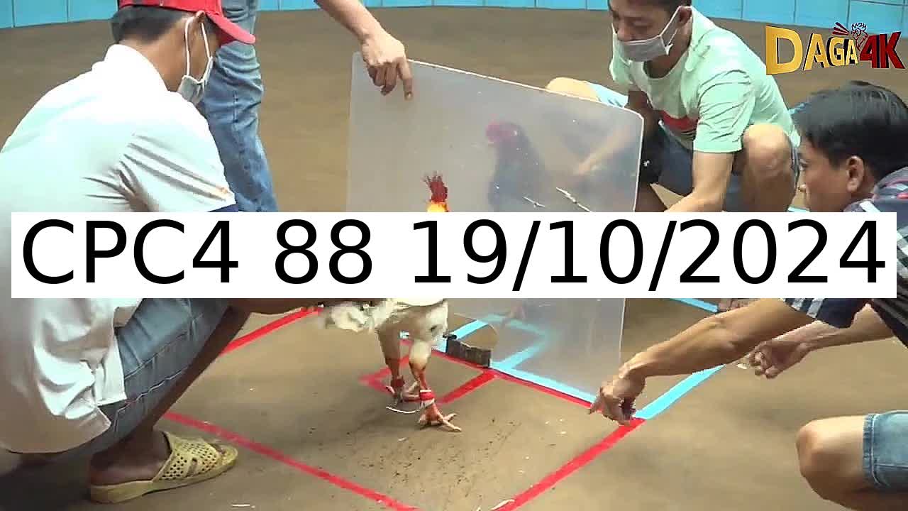 Video 29 Trận Đá Gà Trực Tiếp C4 ngày 19/10/2024 - Đá Gà 88