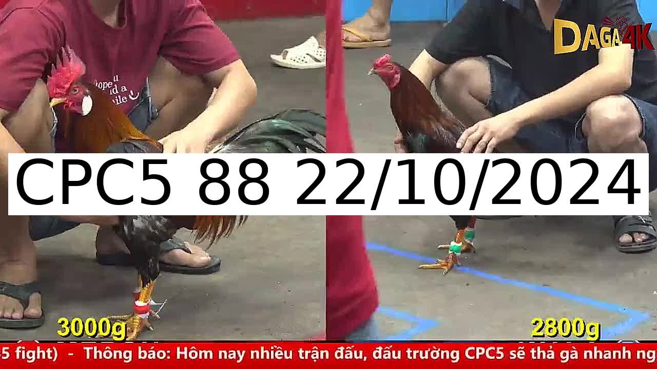 Video 47 Trận Đá Gà Trực Tiếp C5 ngày 22/10/2024 - Đá Gà 88