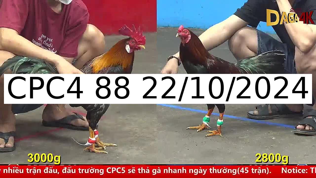 Video 45 Trận Đá Gà Trực Tiếp C4 ngày 22/10/2024 - Đá Gà 88