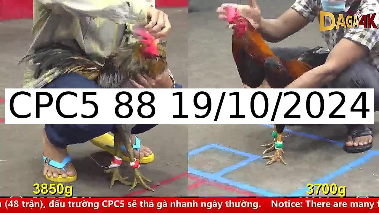 Video 41 Trận Đá Gà Trực Tiếp C5 ngày 19/10/2024 - Đá Gà 88