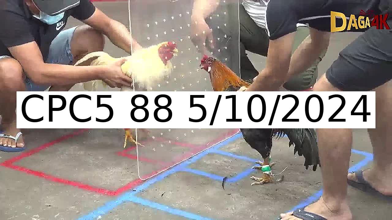 Video 39 Trận Đá Gà Trực Tiếp C5 ngày 5/10/2024 - Đá Gà 88