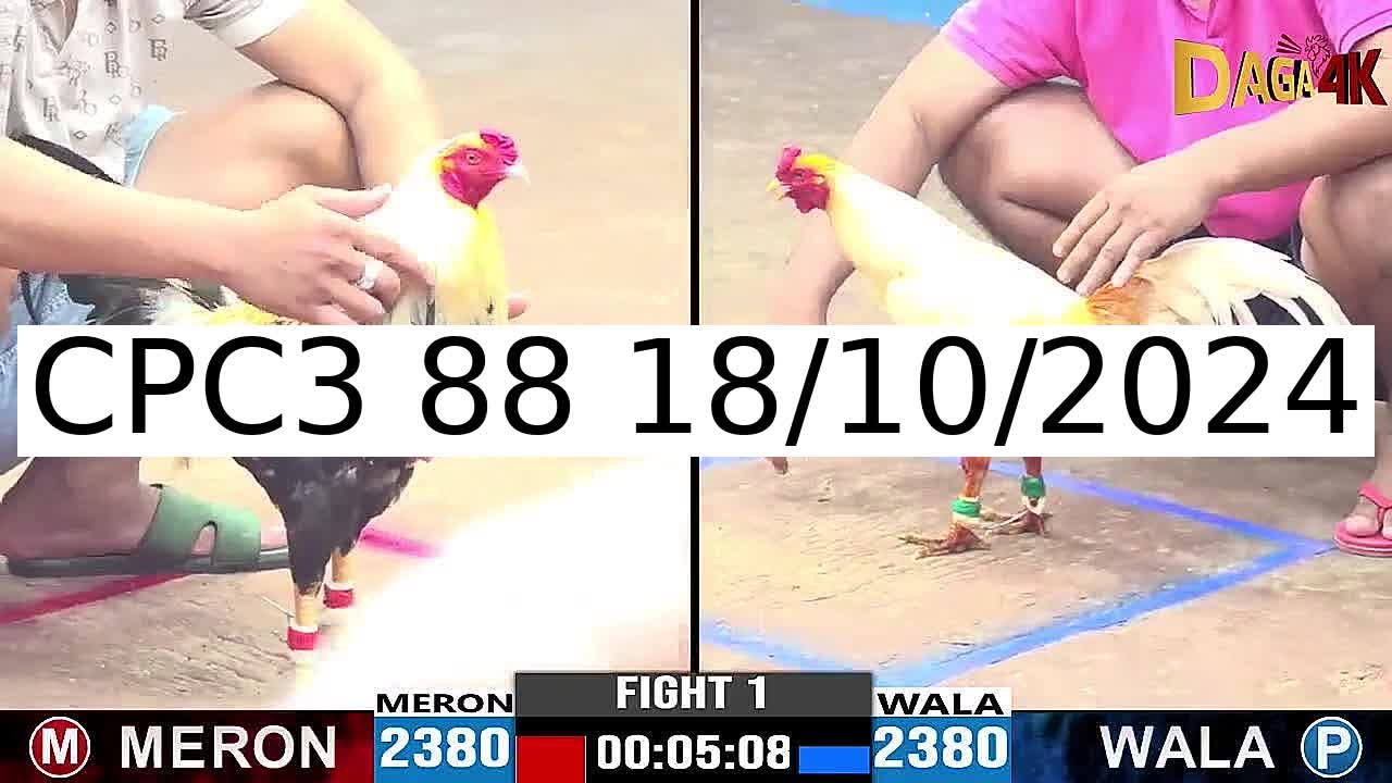 Video 45 Trận Đá Gà Trực Tiếp C3 ngày 18/10/2024 - Đá Gà 88