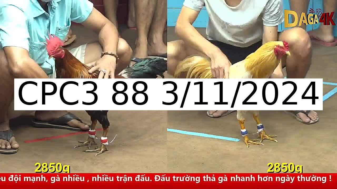 Video 33 Trận Đá Gà Trực Tiếp C3 ngày 3/11/2024 - Đá Gà 88