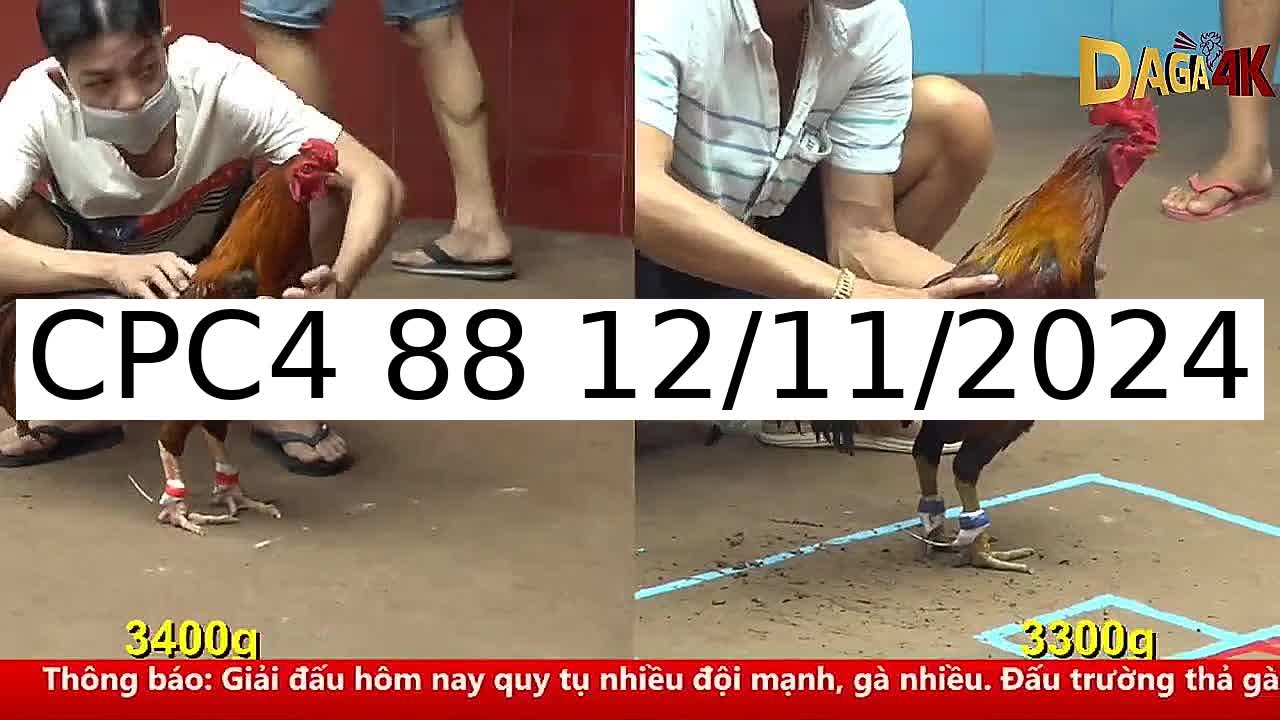 Video 13 Trận Đá Gà Trực Tiếp C4 ngày 12/11/2024 - Đá Gà 88