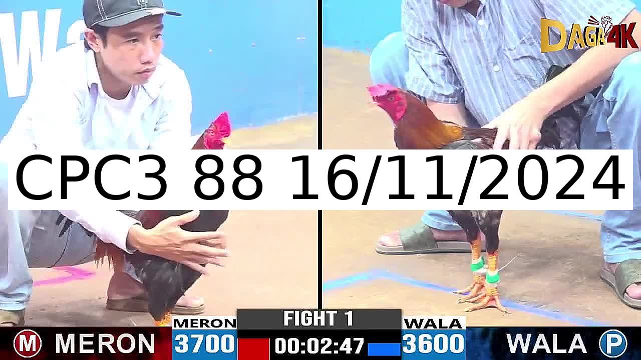 Video 68 Trận Đá Gà Trực Tiếp C3 ngày 16/11/2024 - Đá Gà 88