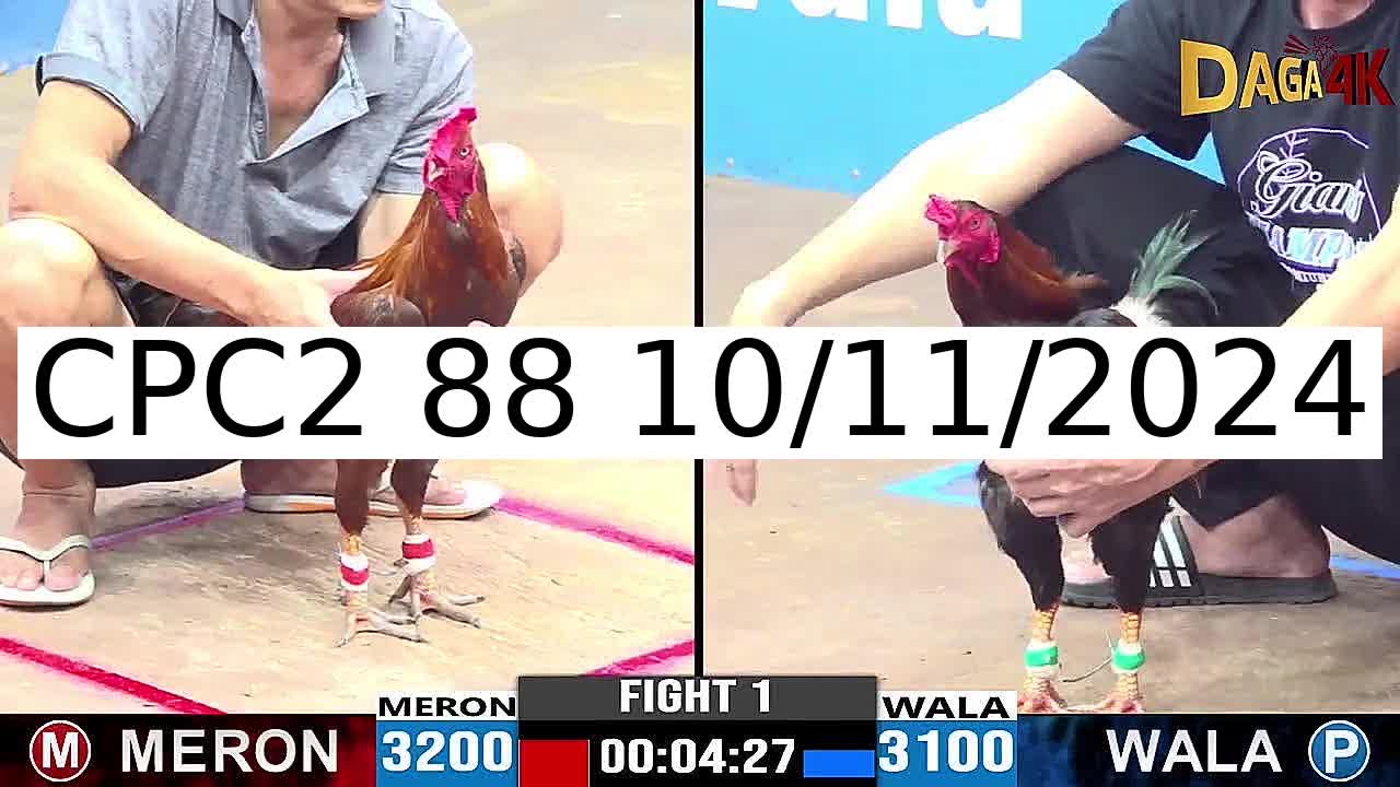 Video 5 Trận Đá Gà Trực Tiếp C2 ngày 10/11/2024 - Đá Gà 88