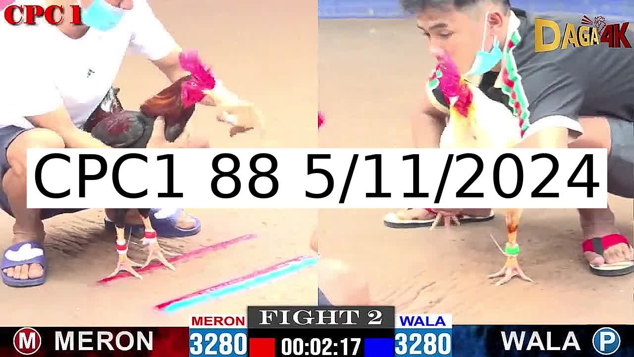 Video 47 Trận Đá Gà Trực Tiếp C1 ngày 5/11/2024 - Đá Gà 88