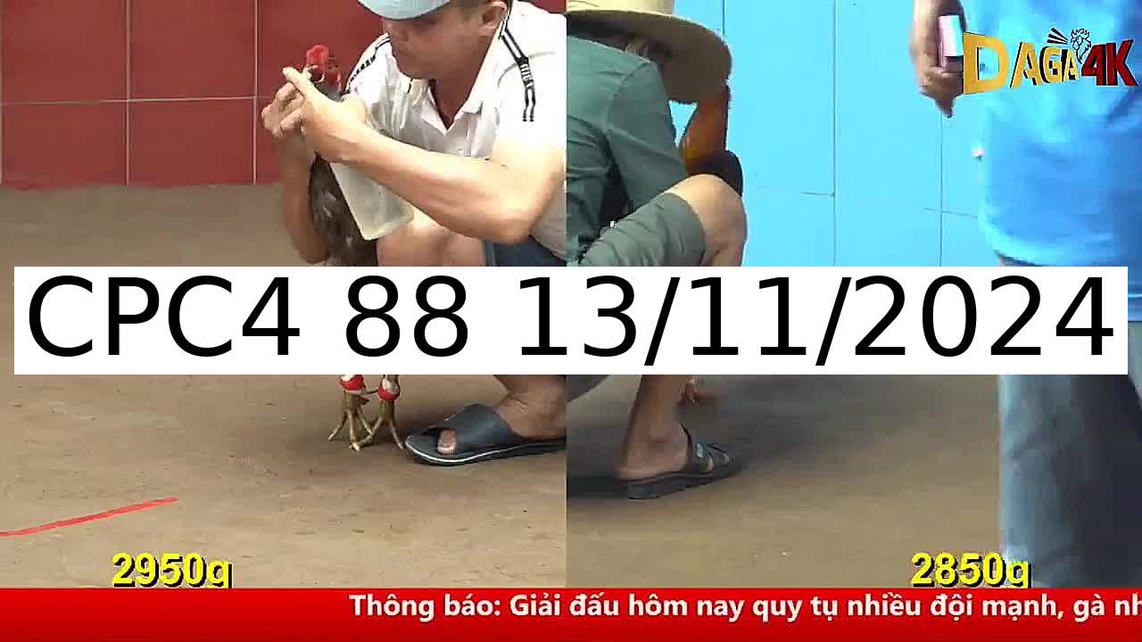 Video 41 Trận Đá Gà Trực Tiếp C4 ngày 13/11/2024 - Đá Gà 88