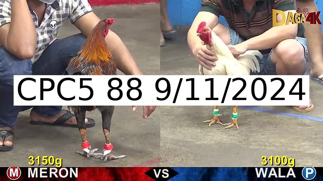 Video 51 Trận Đá Gà Trực Tiếp C5 ngày 9/11/2024 - Đá Gà 88