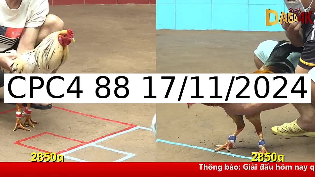 Video 32 Trận Đá Gà Trực Tiếp C4 ngày 17/11/2024 - Đá Gà 88