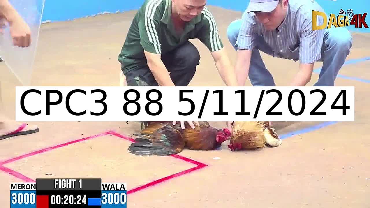 Video 67 Trận Đá Gà Trực Tiếp C3 ngày 5/11/2024 - Đá Gà 88