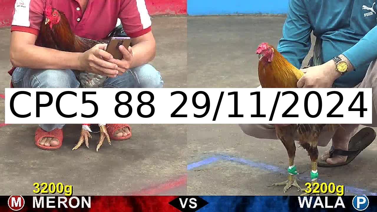 Video 3 Trận Đá Gà Trực Tiếp C5 ngày 29/11/2024 - Đá Gà 88