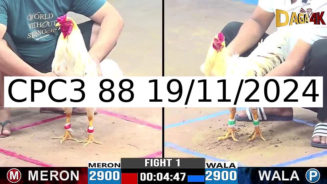 Video 21 Trận Đá Gà Trực Tiếp C3 ngày 19/11/2024 - Đá Gà 88