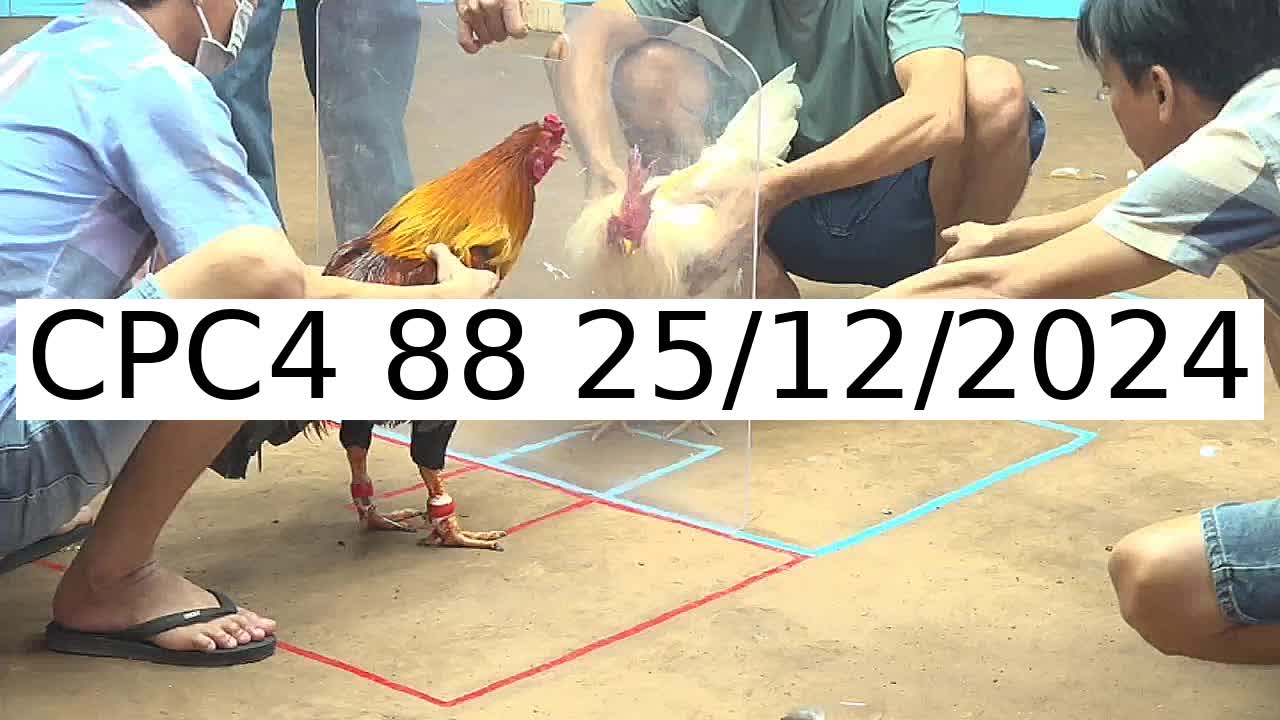 Video 28 Trận Đá Gà Trực Tiếp C4 ngày 25/12/2024 - Đá Gà 88