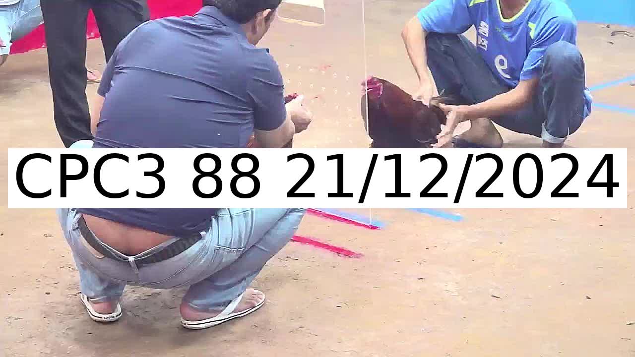 Video 50 Trận Đá Gà Trực Tiếp C3 ngày 21/12/2024 - Đá Gà 88