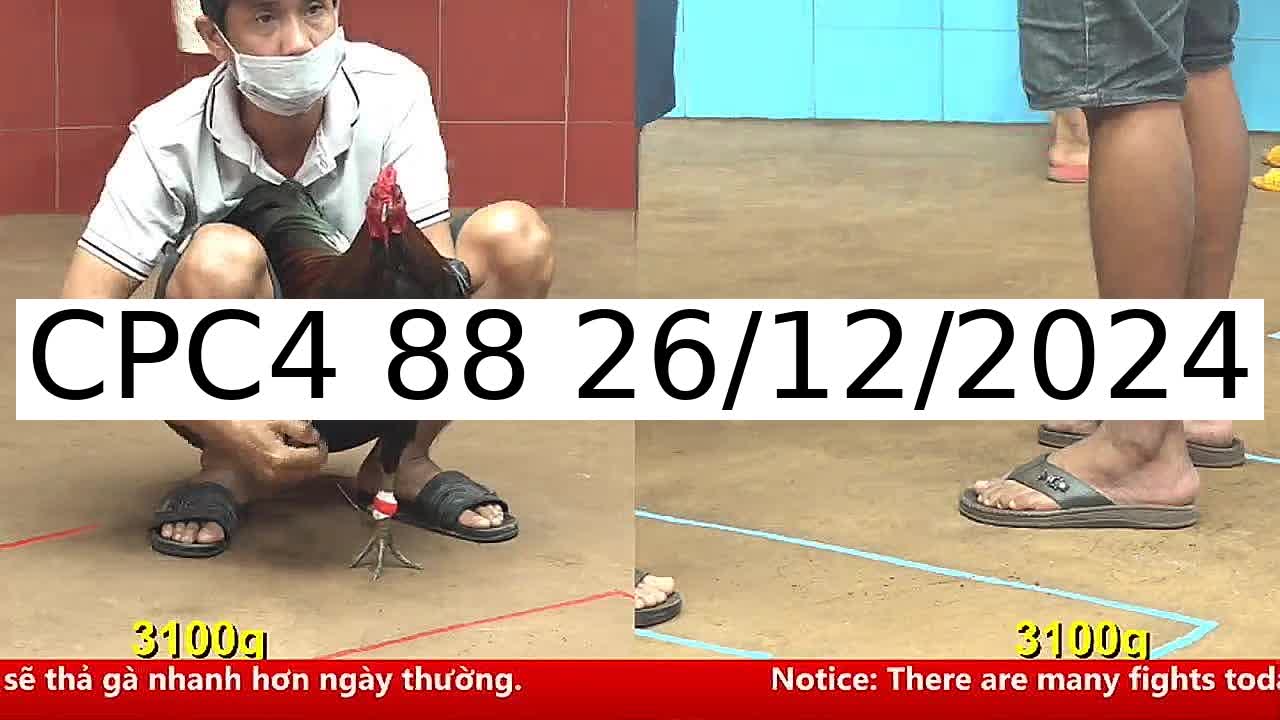 Video 26 Trận Đá Gà Trực Tiếp C4 ngày 26/12/2024 - Đá Gà 88