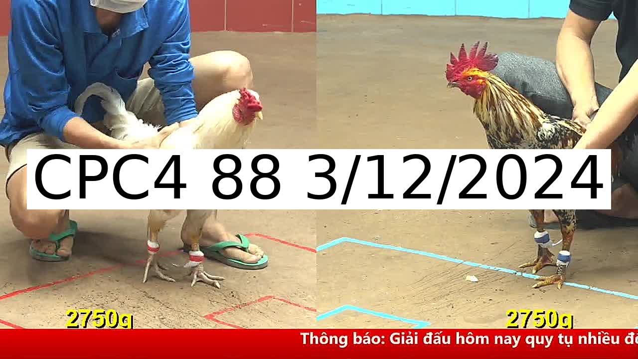 Video 39 Trận Đá Gà Trực Tiếp C4 ngày 3/12/2024 - Đá Gà 88