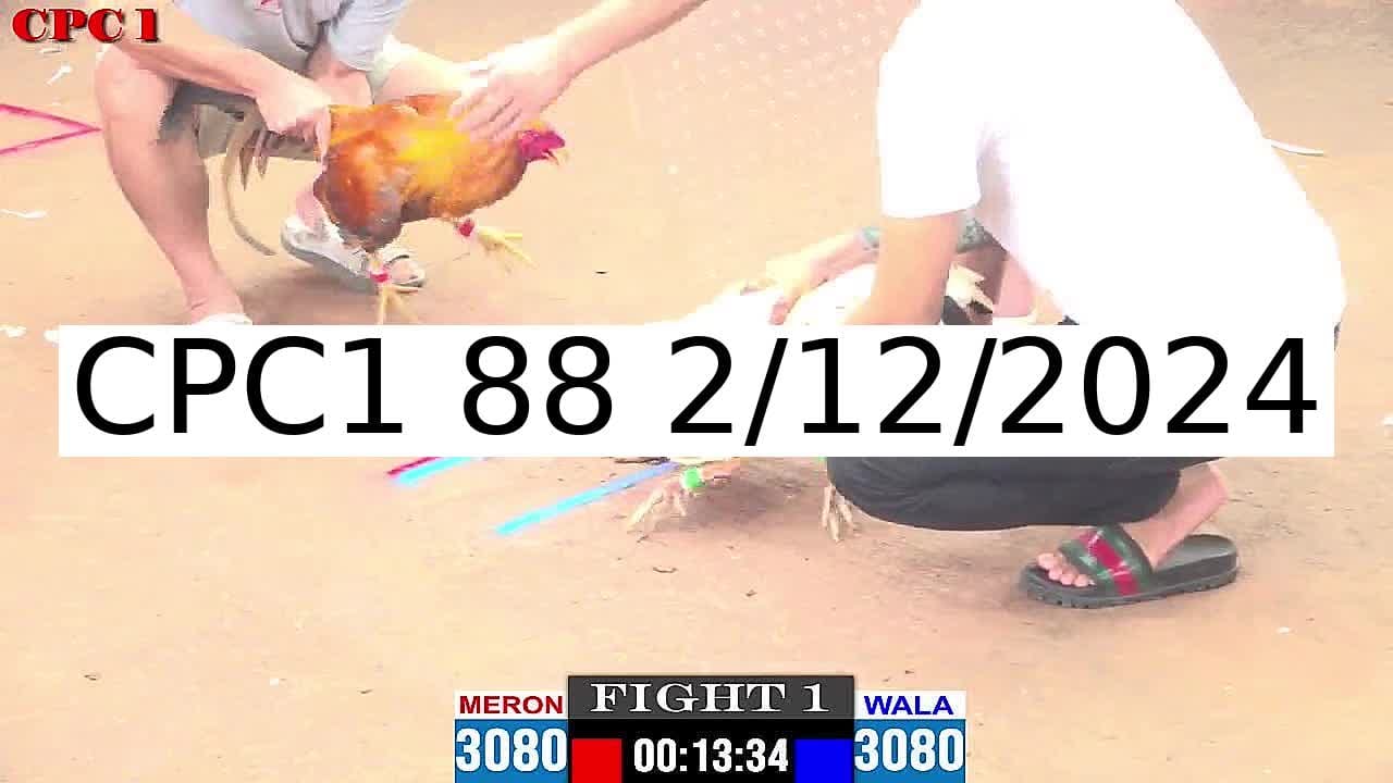 Video 43 Trận Đá Gà Trực Tiếp C1 ngày 2/12/2024 - Đá Gà 88