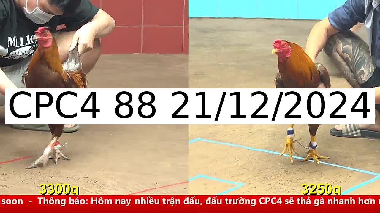 Video 44 Trận Đá Gà Trực Tiếp C4 ngày 21/12/2024 - Đá Gà 88