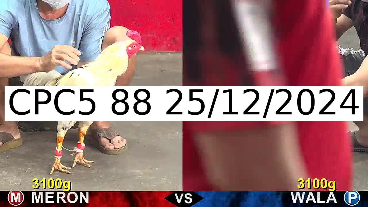 Video 29 Trận Đá Gà Trực Tiếp C5 ngày 25/12/2024 - Đá Gà 88