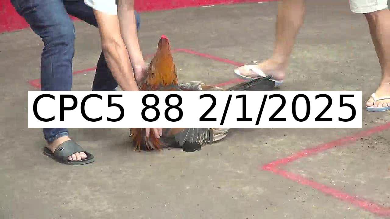 Video 39 Trận Đá Gà Trực Tiếp C5 ngày 2/1/2025 - Đá Gà 88