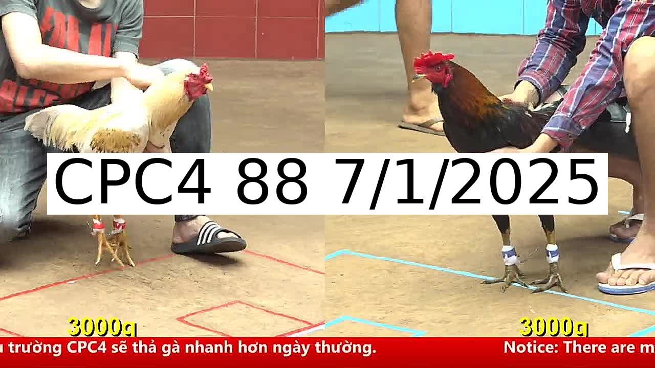 Video 41 Trận Đá Gà Trực Tiếp C4 ngày 7/1/2025 - Đá Gà 88