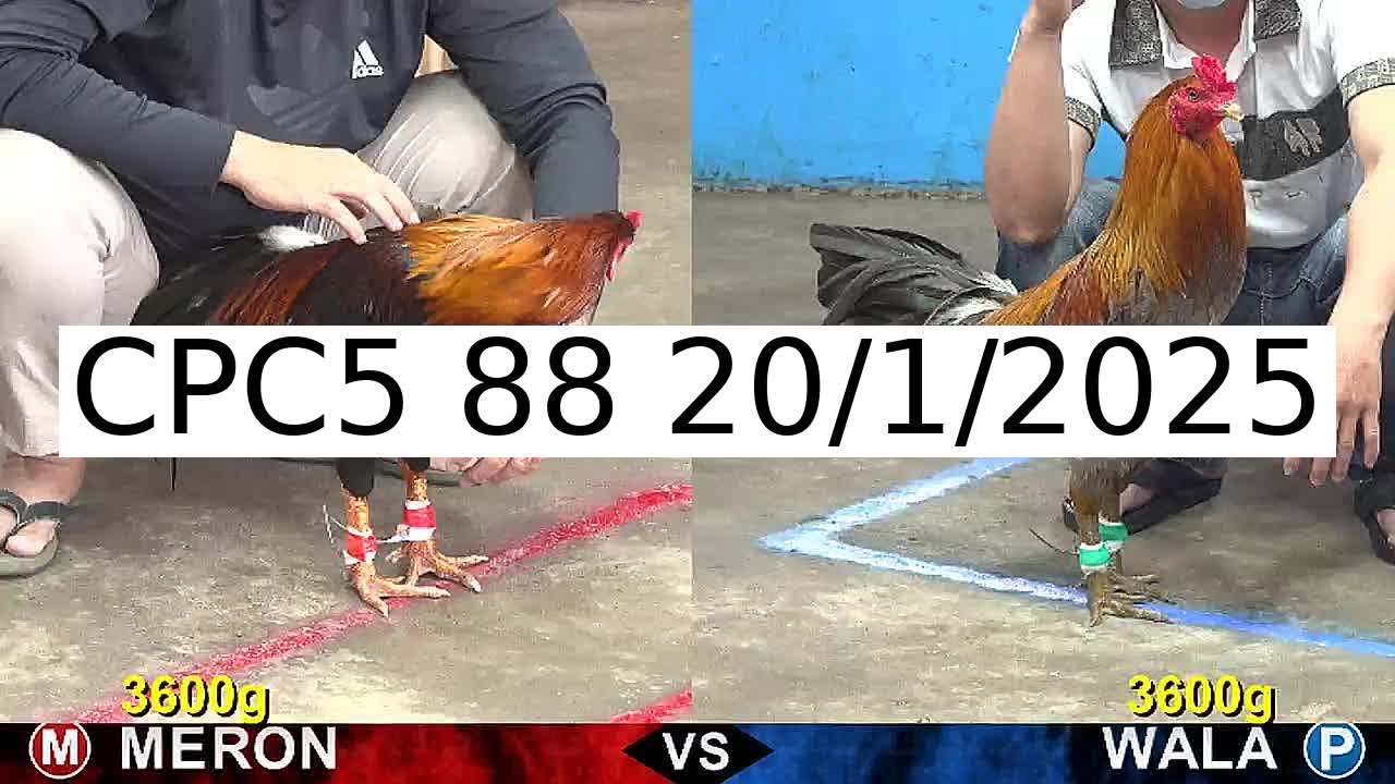 Video 30 Trận Đá Gà Trực Tiếp C5 ngày 20/1/2025 - Đá Gà 88