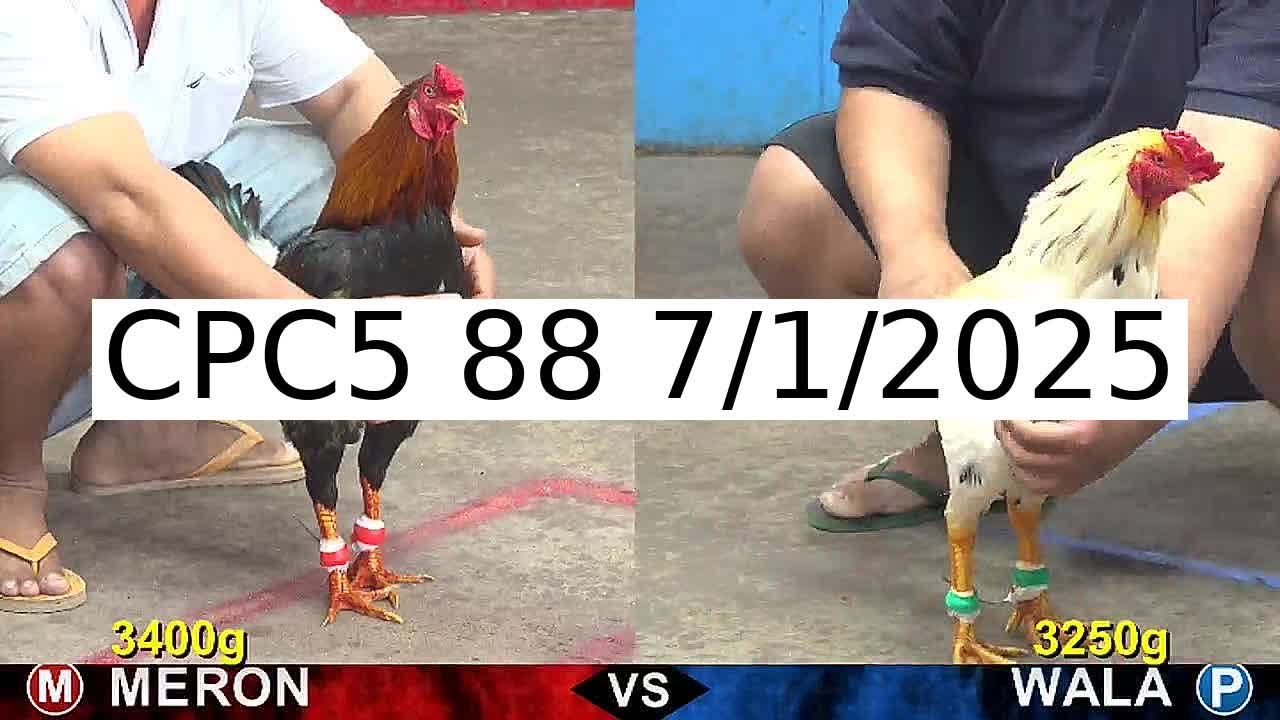 Video 31 Trận Đá Gà Trực Tiếp C5 ngày 7/1/2025 - Đá Gà 88