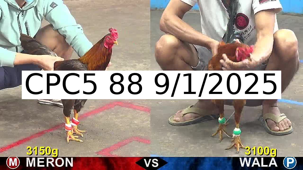 Video 24 Trận Đá Gà Trực Tiếp C5 ngày 9/1/2025 - Đá Gà 88